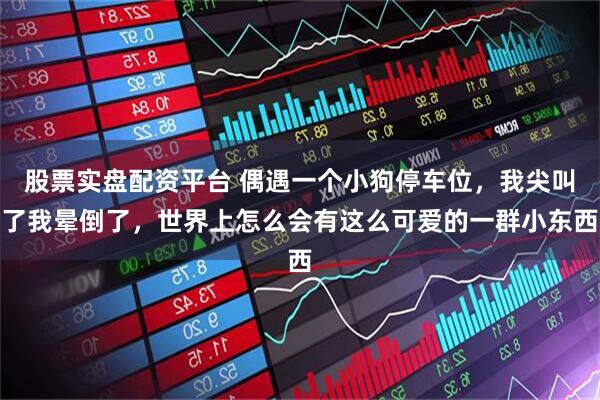 股票实盘配资平台 偶遇一个小狗停车位，我尖叫了我晕倒了，世界上怎么会有这么可爱的一群小东西